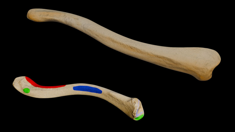 Clavicle